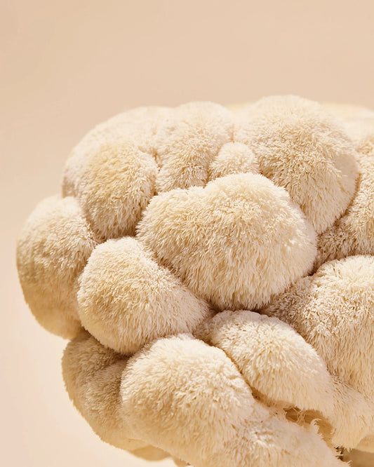 The Secret Power of Lion's Mane