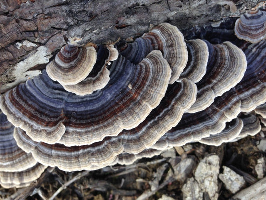 Terrific Turkey Tail